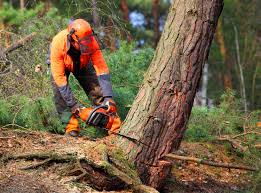 How Our Tree Care Process Works  in  Kibler, AR